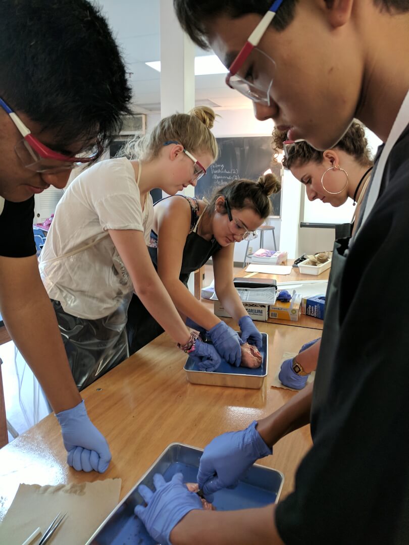 Middle School students dissect something organic in biology class.