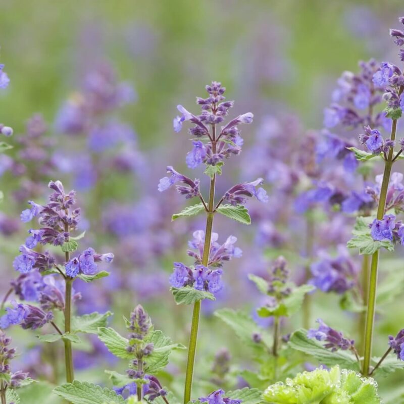 Catnip