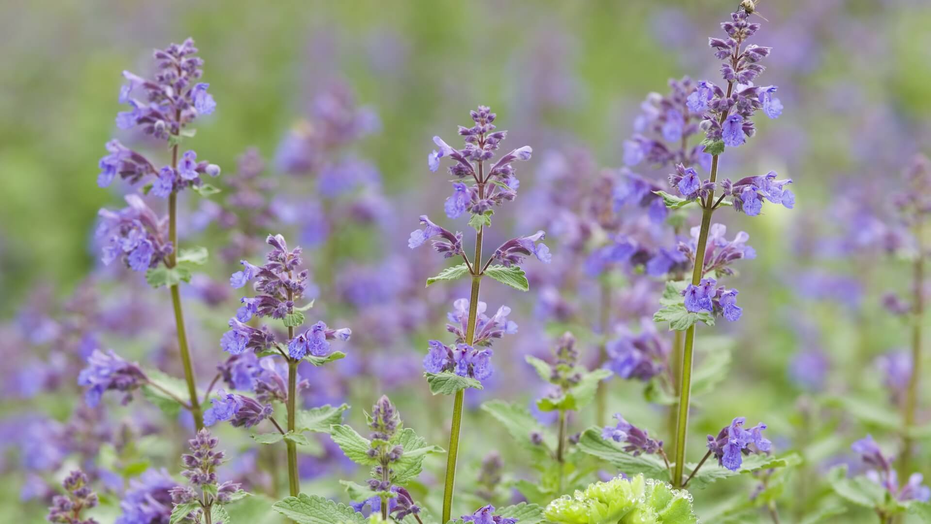 Catnip
