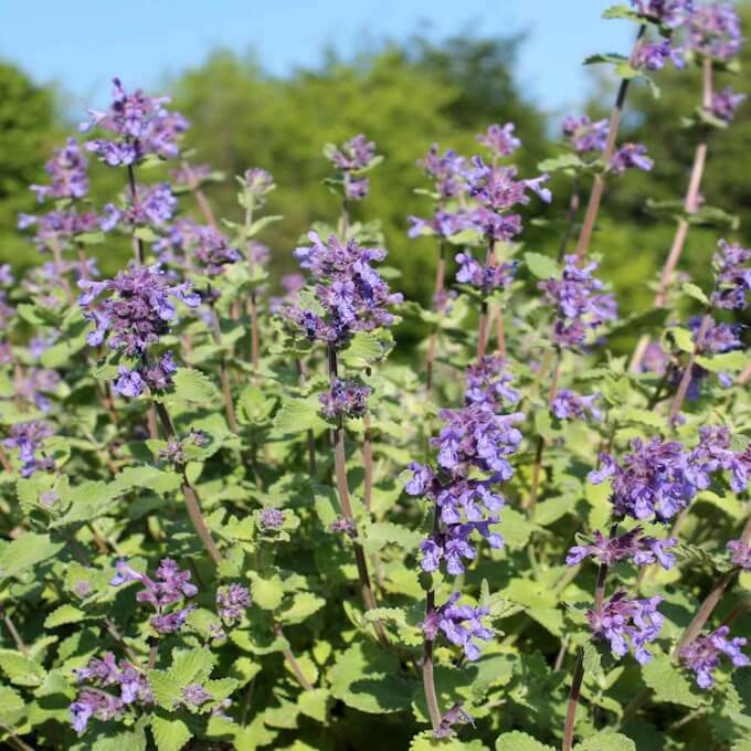 Catnip