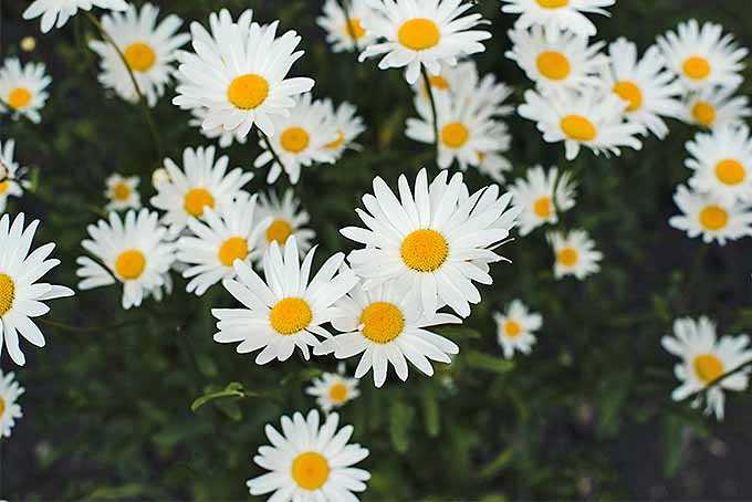 Chamomile