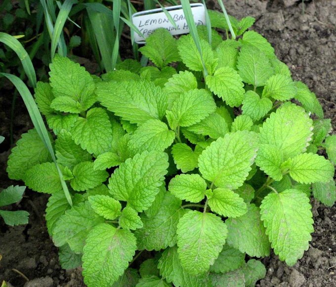 Lemon balm